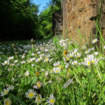 image: Image from the photoset &lsquo;belvaux (i)&rsquo;.