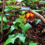 image: Image from the photoset &lsquo;belvaux (i)&rsquo;.