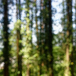 image: Image from the photoset &lsquo;belvaux (ii)&rsquo;.