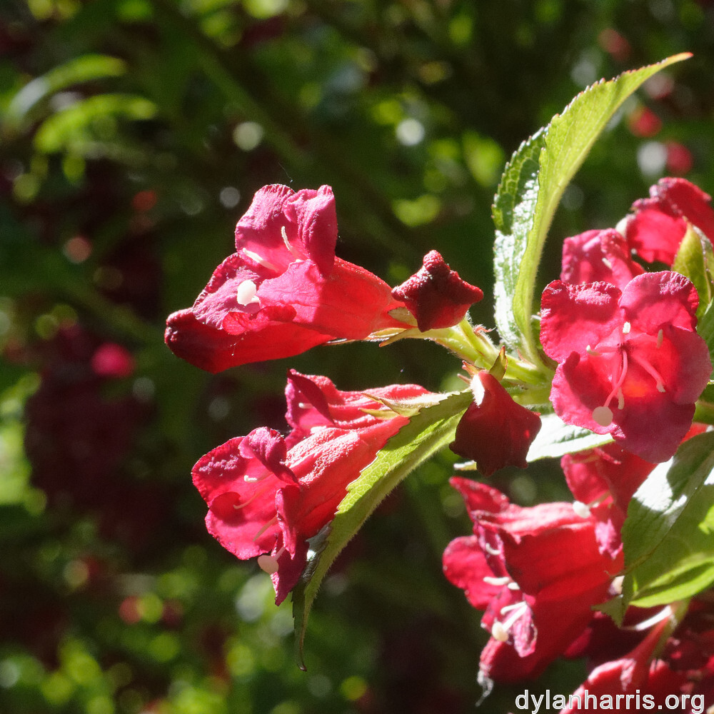 image: This is &lsquo;flower (xxii) 1&rsquo;.