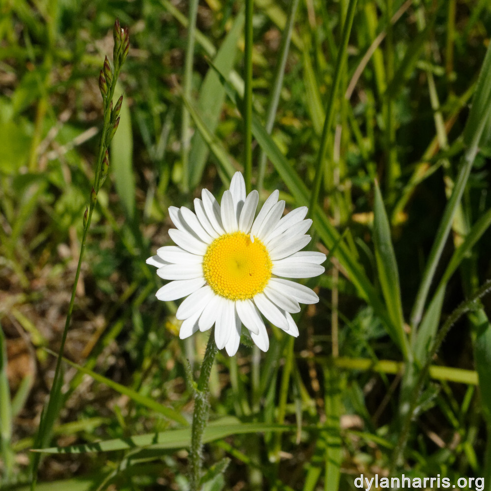 image: This is &lsquo;flower (xxii) 2&rsquo;.