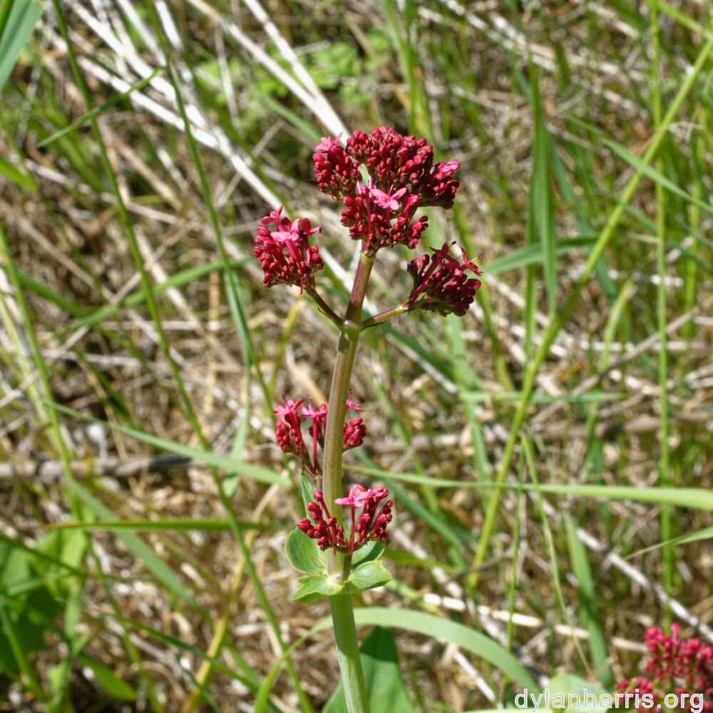 image: This is &lsquo;flower (xxii) 3&rsquo;.