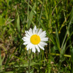 image: Image from the photoset &lsquo;flower (xxii)&rsquo;.