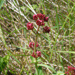 image: Image from the photoset &lsquo;flower (xxii)&rsquo;.