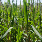 image: Image from the photoset &lsquo;schengen (iii)&rsquo;.