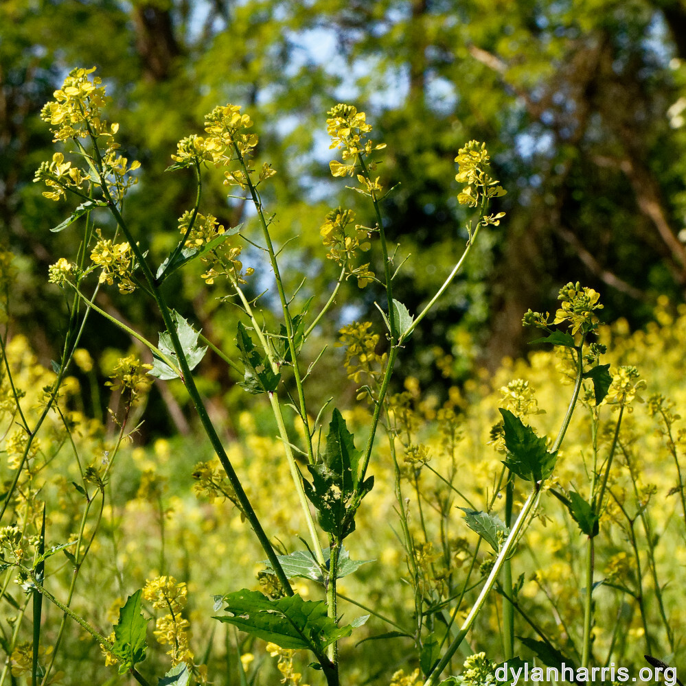 image: This is &lsquo;flower (xxiii) 1&rsquo;.