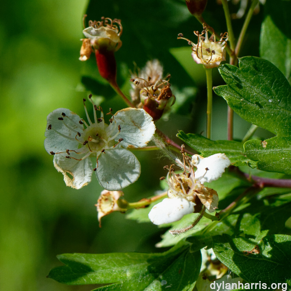 image: This is &lsquo;flower (xxiii) 2&rsquo;.