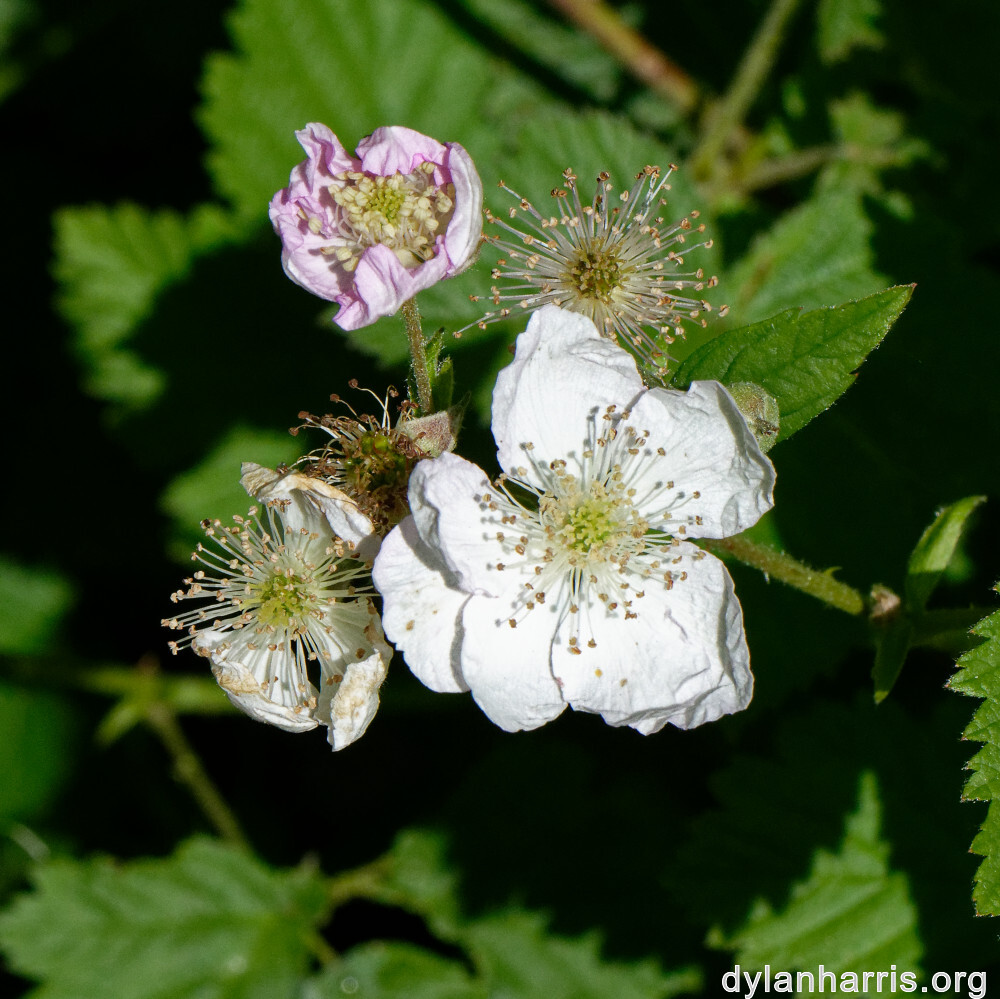 image: This is &lsquo;flower (xxiii) 3&rsquo;.