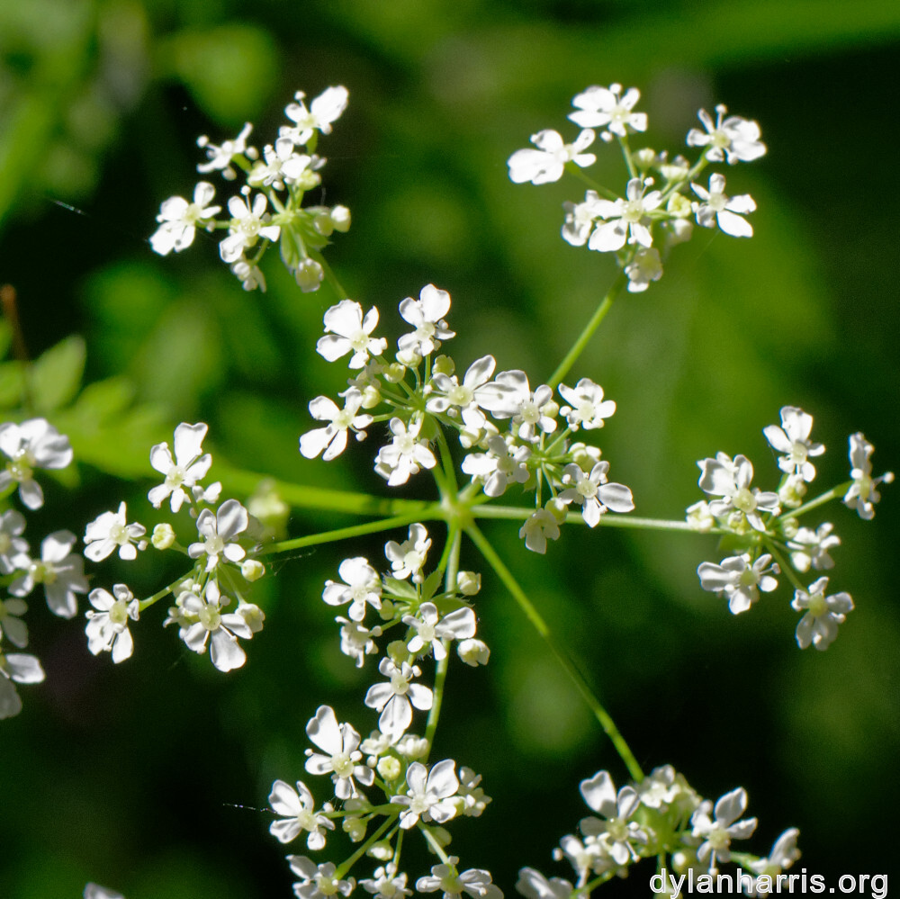 image: This is &lsquo;flower (xxiii) &rsquo;.