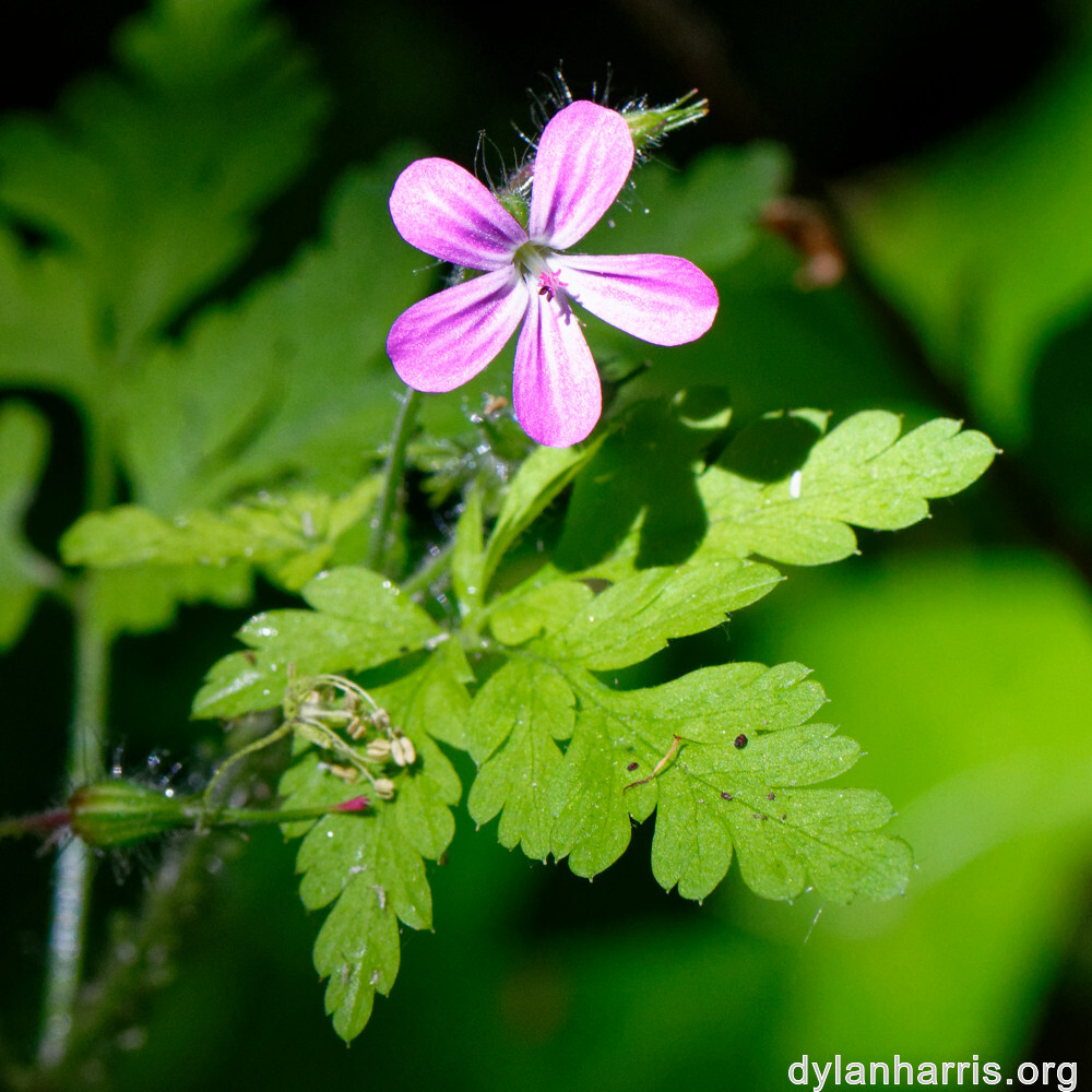 image: This is &lsquo;flower (xxiii) 5&rsquo;.