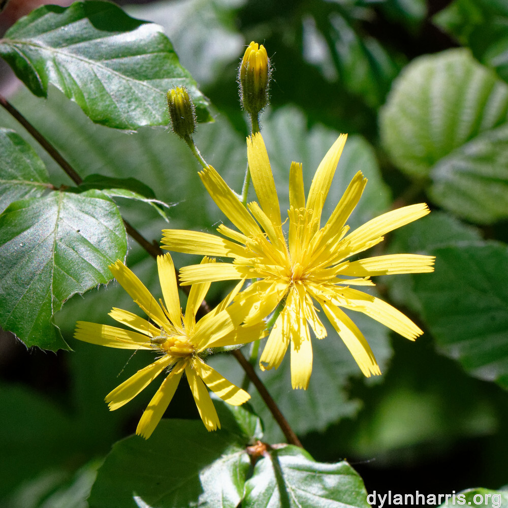 image: This is &lsquo;flower (xxiii) 6&rsquo;.