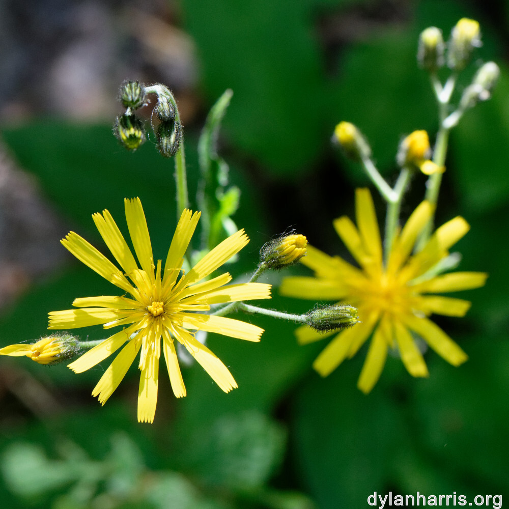 image: This is &lsquo;flower (xxiii) 7&rsquo;.