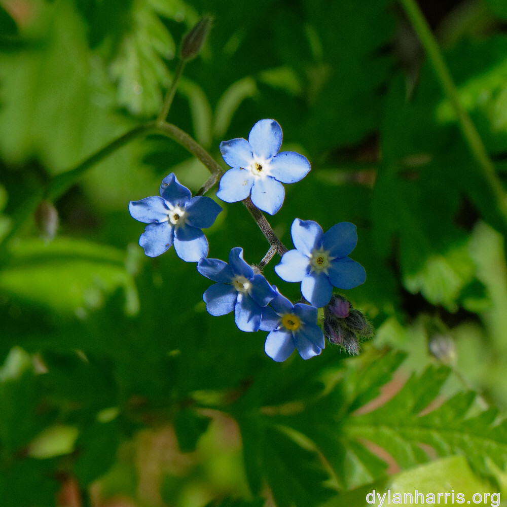 image: This is &lsquo;flower (xxiii) 8&rsquo;.