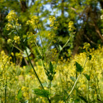 image: Image from the photoset &lsquo;flower (xxiii)&rsquo;.