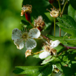 image: Image from the photoset &lsquo;flower (xxiii)&rsquo;.