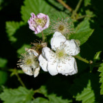 image: Image from the photoset &lsquo;flower (xxiii)&rsquo;.