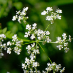 image: Image from the photoset &lsquo;flower (xxiii)&rsquo;.