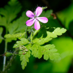 image: Image from the photoset &lsquo;flower (xxiii)&rsquo;.