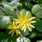 image: Image from the photoset &lsquo;flower (xxiii)&rsquo;.