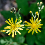 image: Image from the photoset &lsquo;flower (xxiii)&rsquo;.