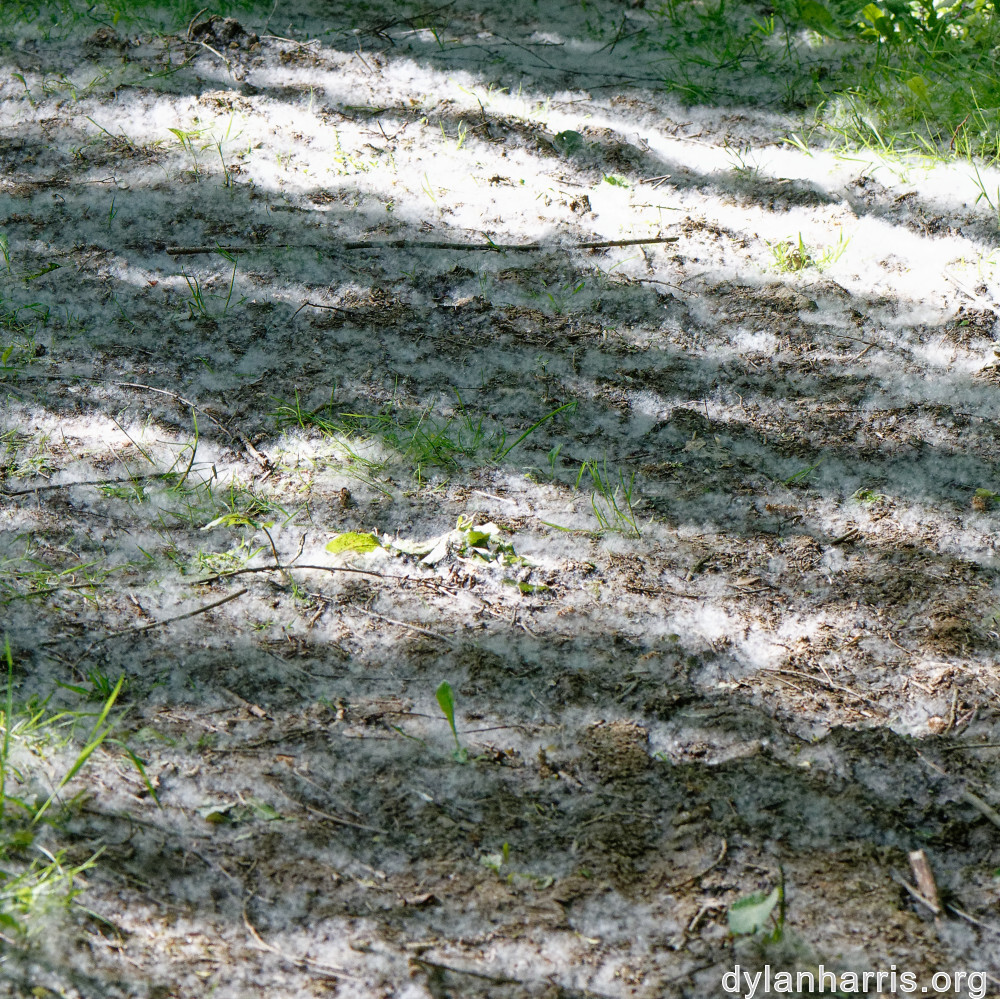 image: This is &lsquo;belvaux (iv) 1&rsquo;.