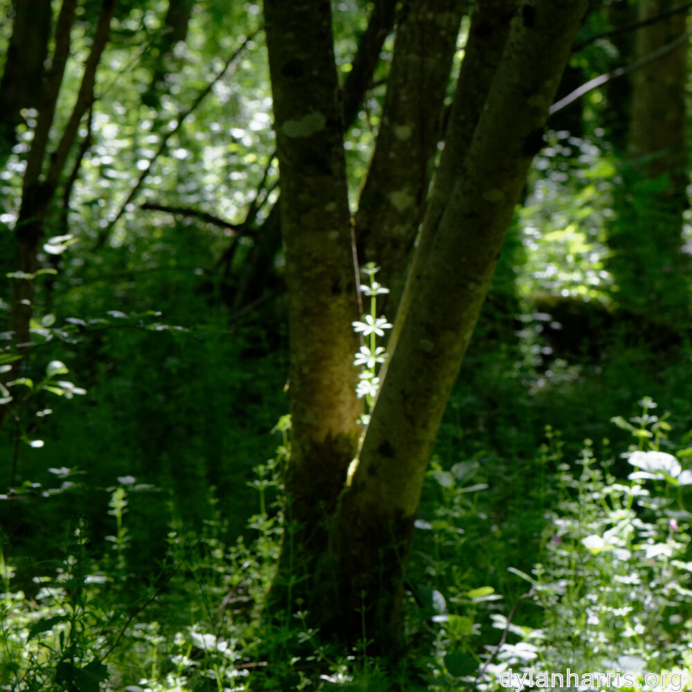 image: This is &lsquo;belvaux (iv) 5&rsquo;.