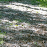 image: Image from the photoset &lsquo;belvaux (iv)&rsquo;.