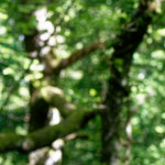 image: Image from the photoset &lsquo;belvaux (iv)&rsquo;.