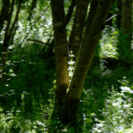 image: Image from the photoset &lsquo;belvaux (iv)&rsquo;.