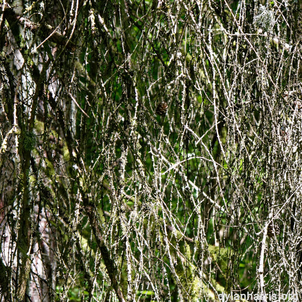 image: This is &lsquo;belvaux (vi) 1&rsquo;.