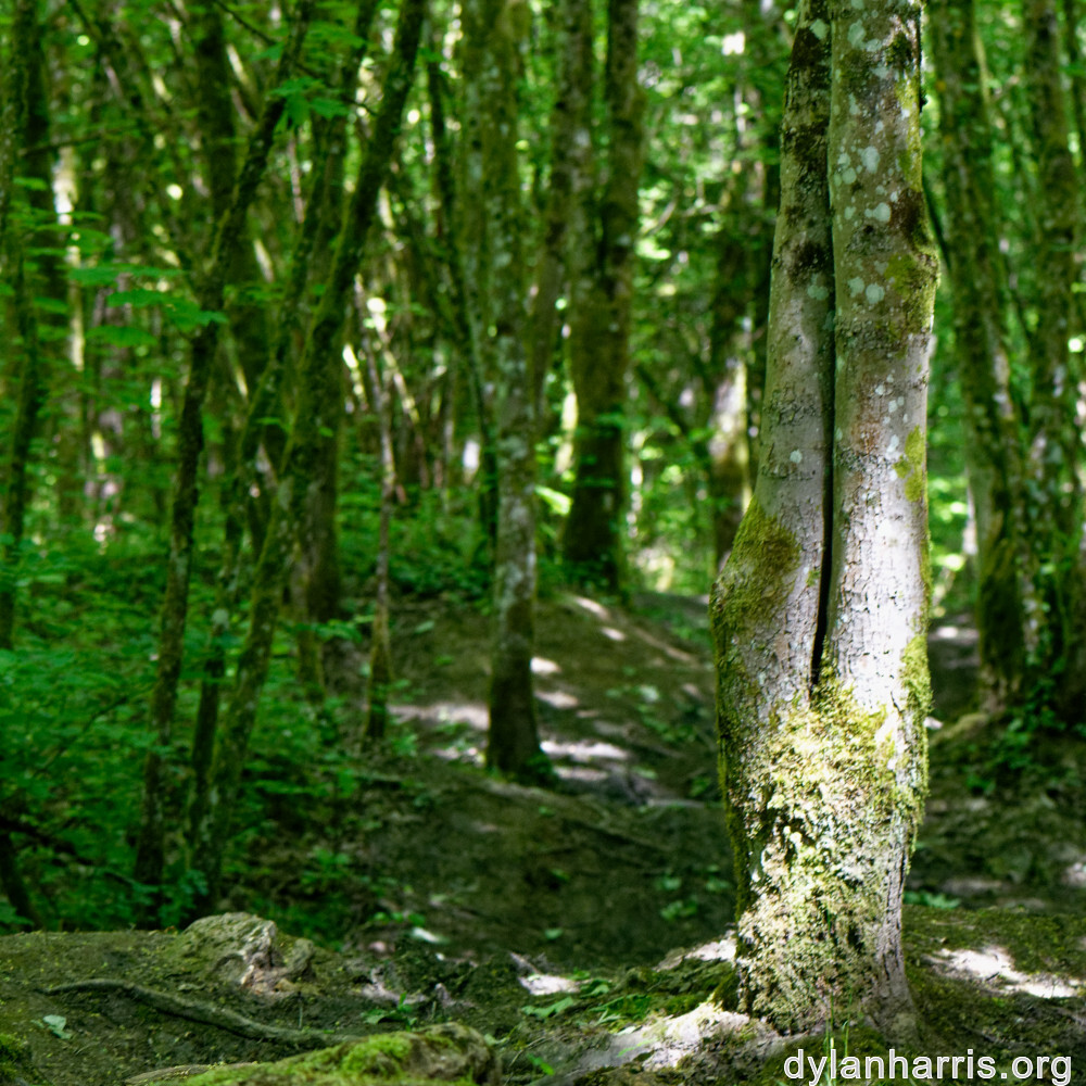 image: This is &lsquo;belvaux (vi) 2&rsquo;.