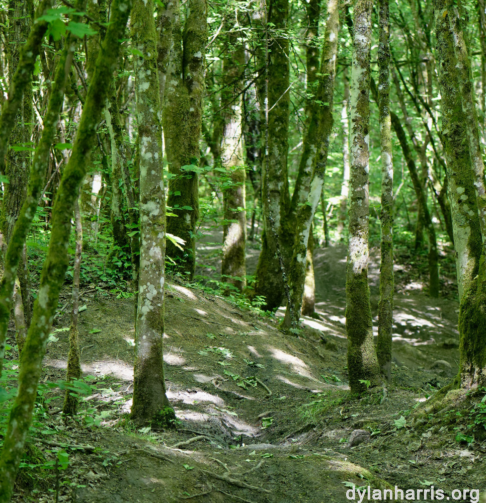 image: This is &lsquo;belvaux (vi) 3&rsquo;.