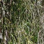 image: Image from the photoset &lsquo;belvaux (vi)&rsquo;.