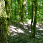 image: Image from the photoset &lsquo;belvaux (vi)&rsquo;.