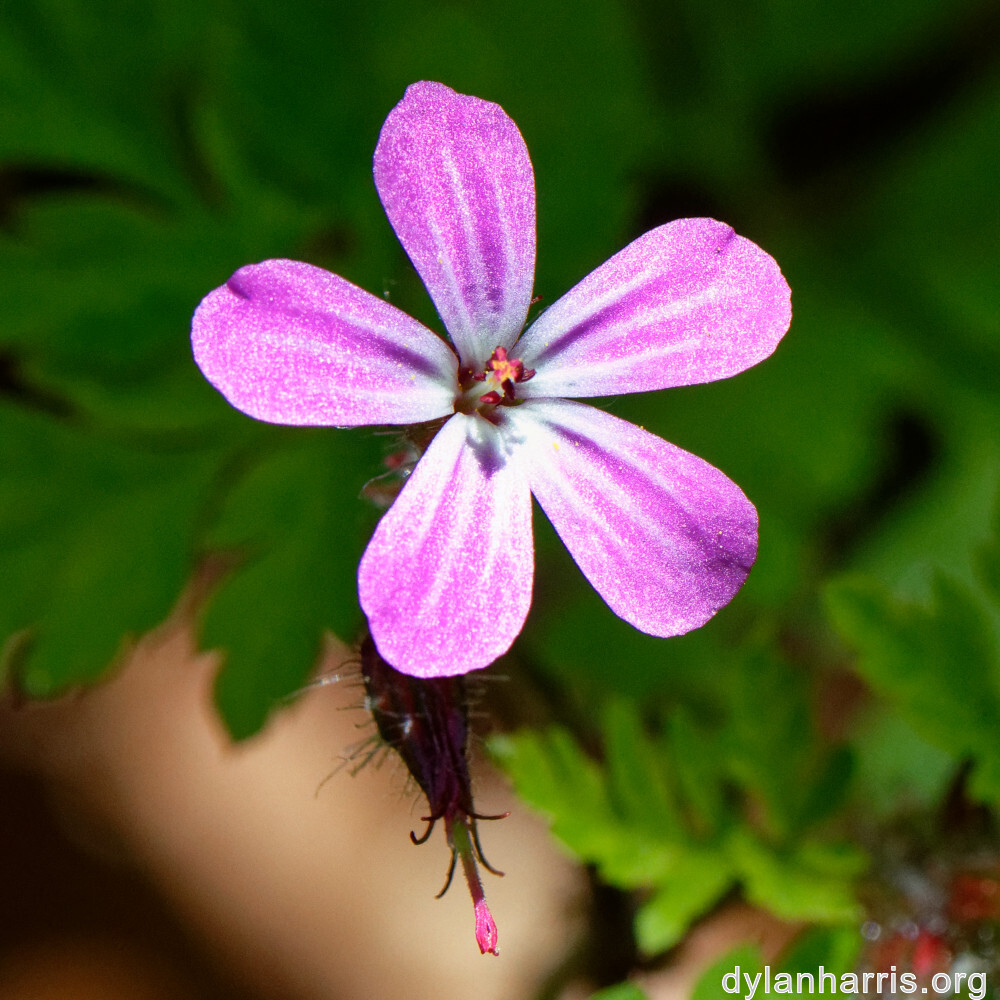 image: This is &lsquo;flower (xxiv) 1&rsquo;.