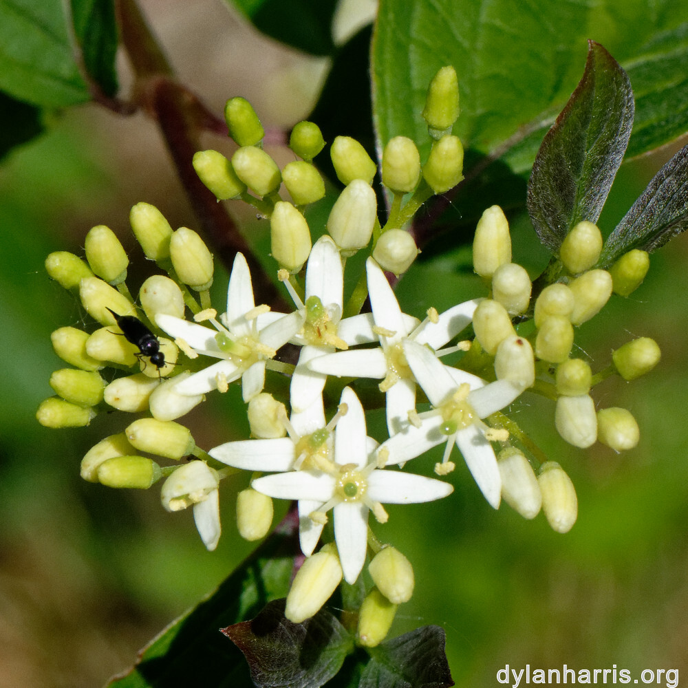 image: This is &lsquo;flower (xxiv) 2&rsquo;.