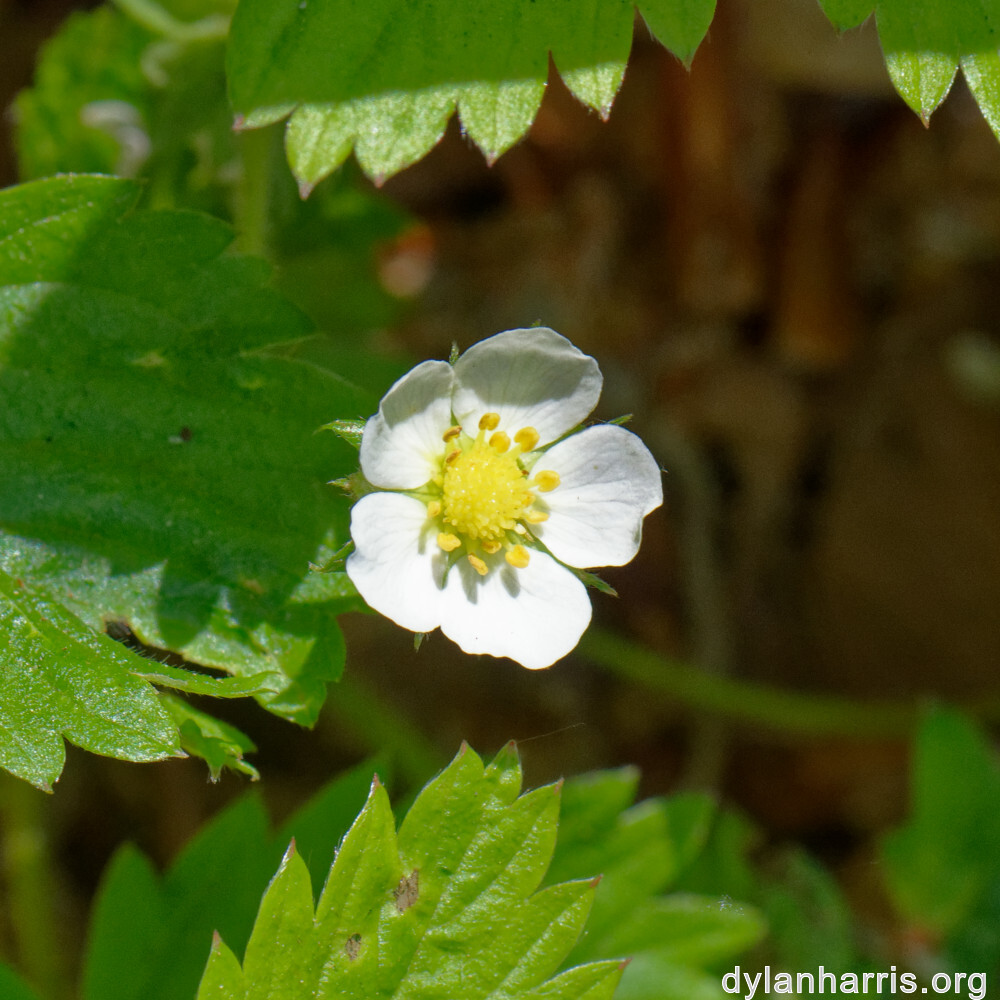 image: This is &lsquo;flower (xxiv) 3&rsquo;.