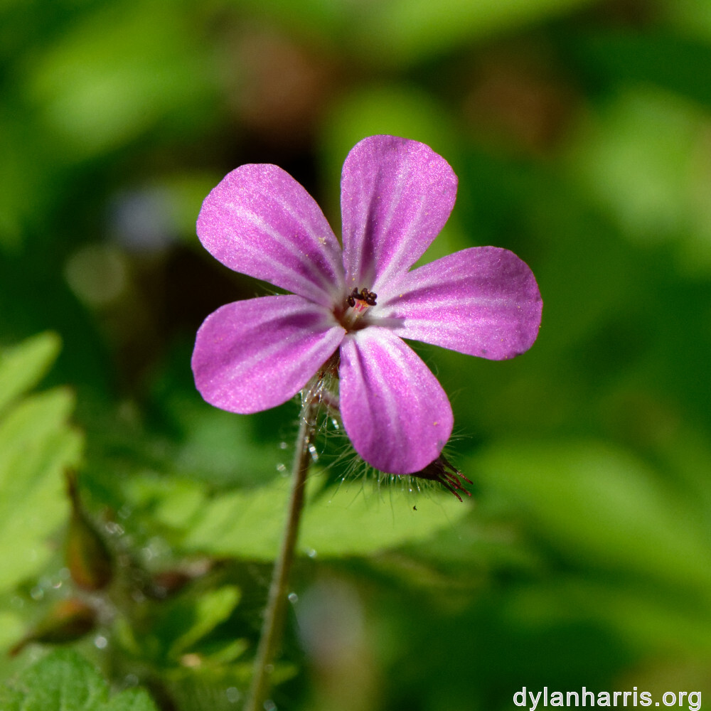 image: This is &lsquo;flower (xxiv) 5&rsquo;.