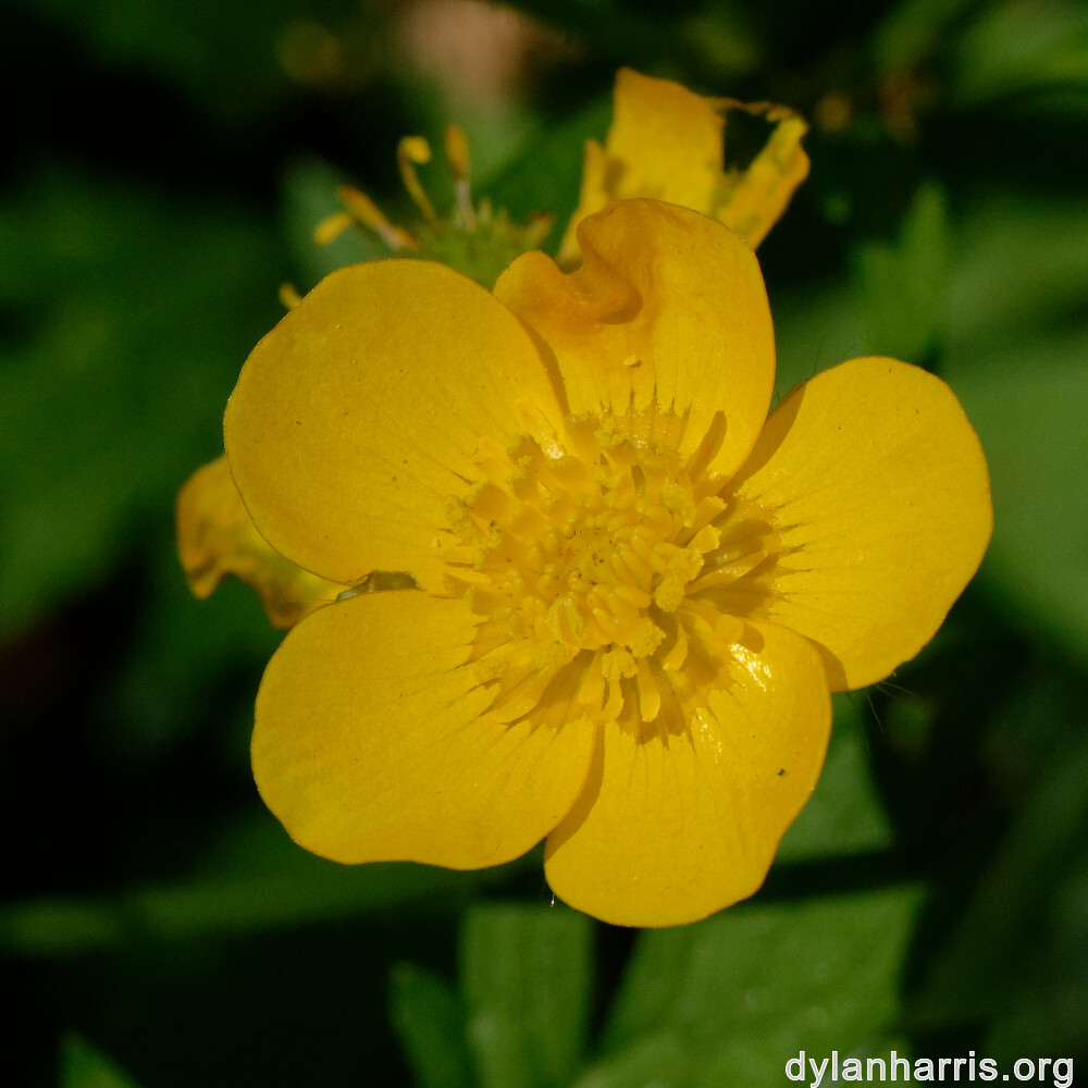 image: This is &lsquo;flower (xxiv) 6&rsquo;.