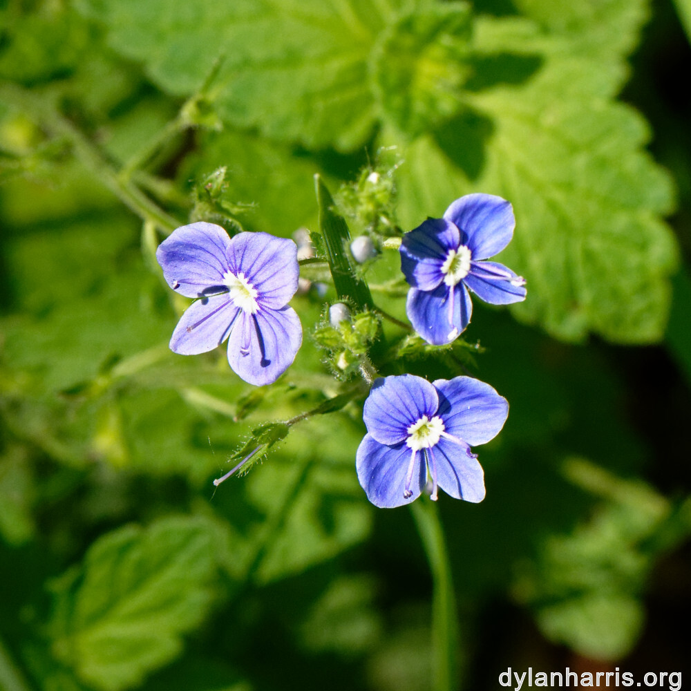 image: This is &lsquo;flower (xxiv) 7&rsquo;.