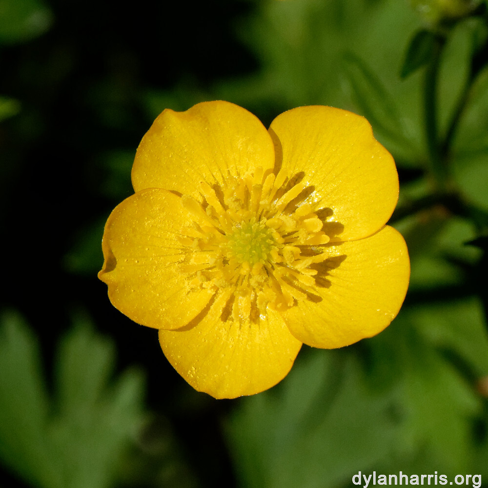 image: This is &lsquo;flower (xxiv) 8&rsquo;.