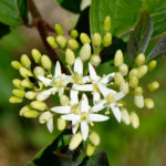 image: Image from the photoset &lsquo;flower (xxiv)&rsquo;.