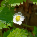 image: Image from the photoset &lsquo;flower (xxiv)&rsquo;.