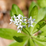 image: Image from the photoset &lsquo;flower (xxiv)&rsquo;.