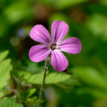 image: Image from the photoset &lsquo;flower (xxiv)&rsquo;.