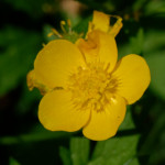 image: Image from the photoset &lsquo;flower (xxiv)&rsquo;.