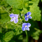 image: Image from the photoset &lsquo;flower (xxiv)&rsquo;.