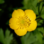 image: Image from the photoset &lsquo;flower (xxiv)&rsquo;.