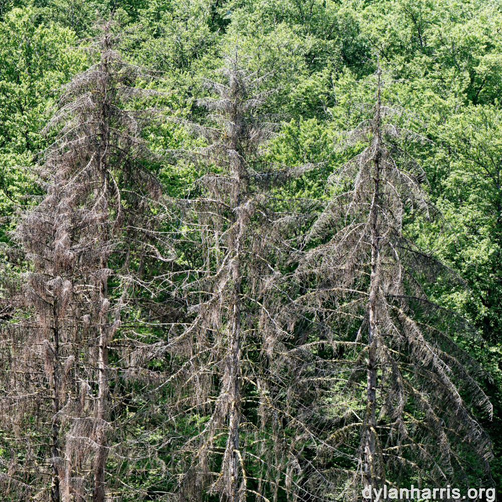 image: This is &lsquo;kayl 1&rsquo;.