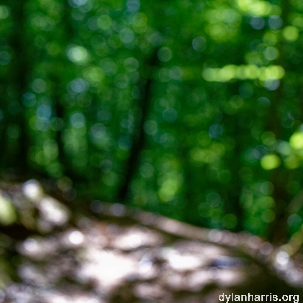 image: This is &lsquo;kayl 6&rsquo;.